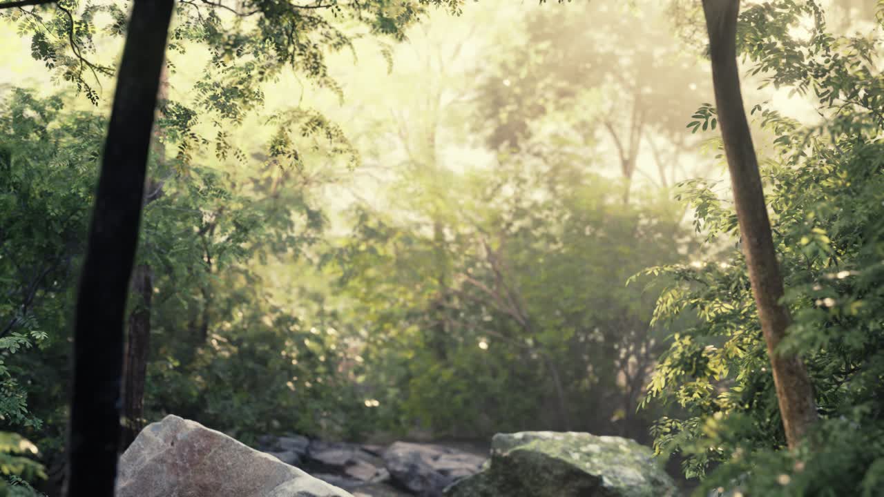 신비한 열대우림의 안개