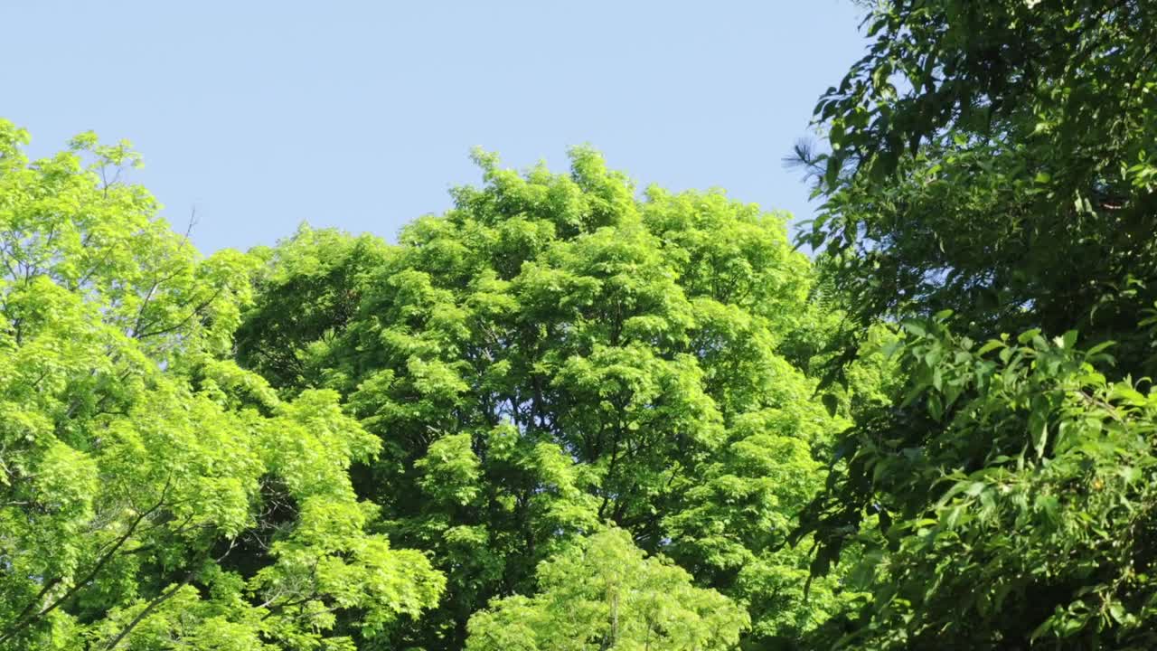 夏季森林中的翠綠樹木和樹葉