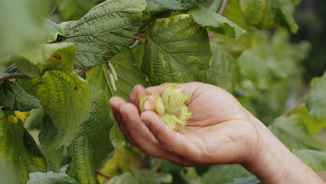 close-up man farmer hands plucks collects ripe hazelnuts from a deciduous hazel tree bunch in garden