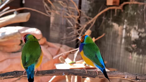 two colorful gouldian finches perched on a branch inside an aviary on a sunny day