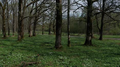 Person-riding-bicycle-in-forest-with-many-flowers