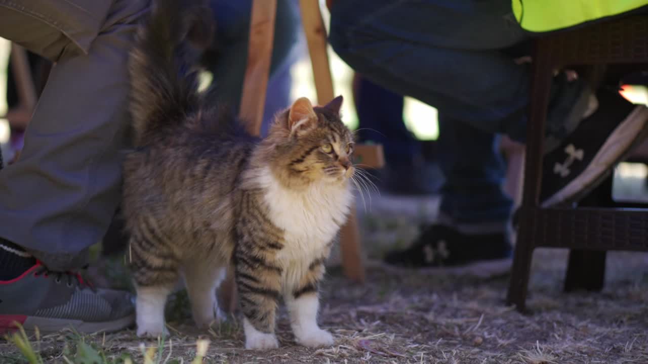 lindo gato caminando debajo de una mesa donde algunas personas comen al aire libre