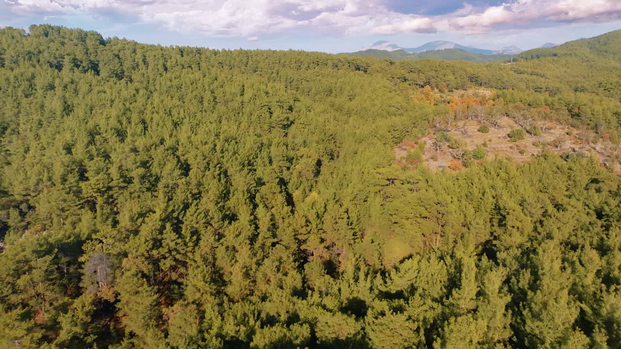 Vista aerea di pineta e montagne