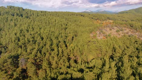 vista aérea del bosque de pinos y montañas