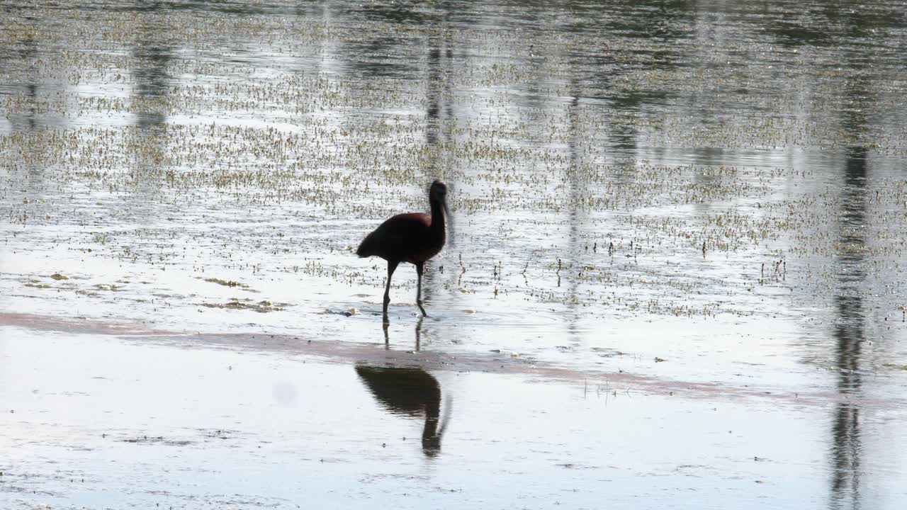 Glossy Ibis Foraging in Shallow Wetland