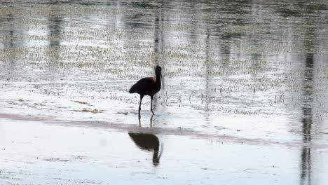 glossy ibis foraging in shallow wetland