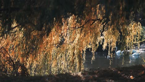 dance branches of the weeping willow tree backlit by the warm sun