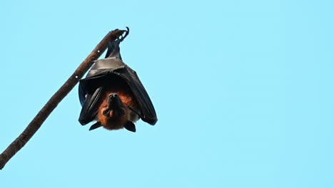 Lyle's-Flying-Fox,-Pteropus-lylei,-Saraburi,-Thailand