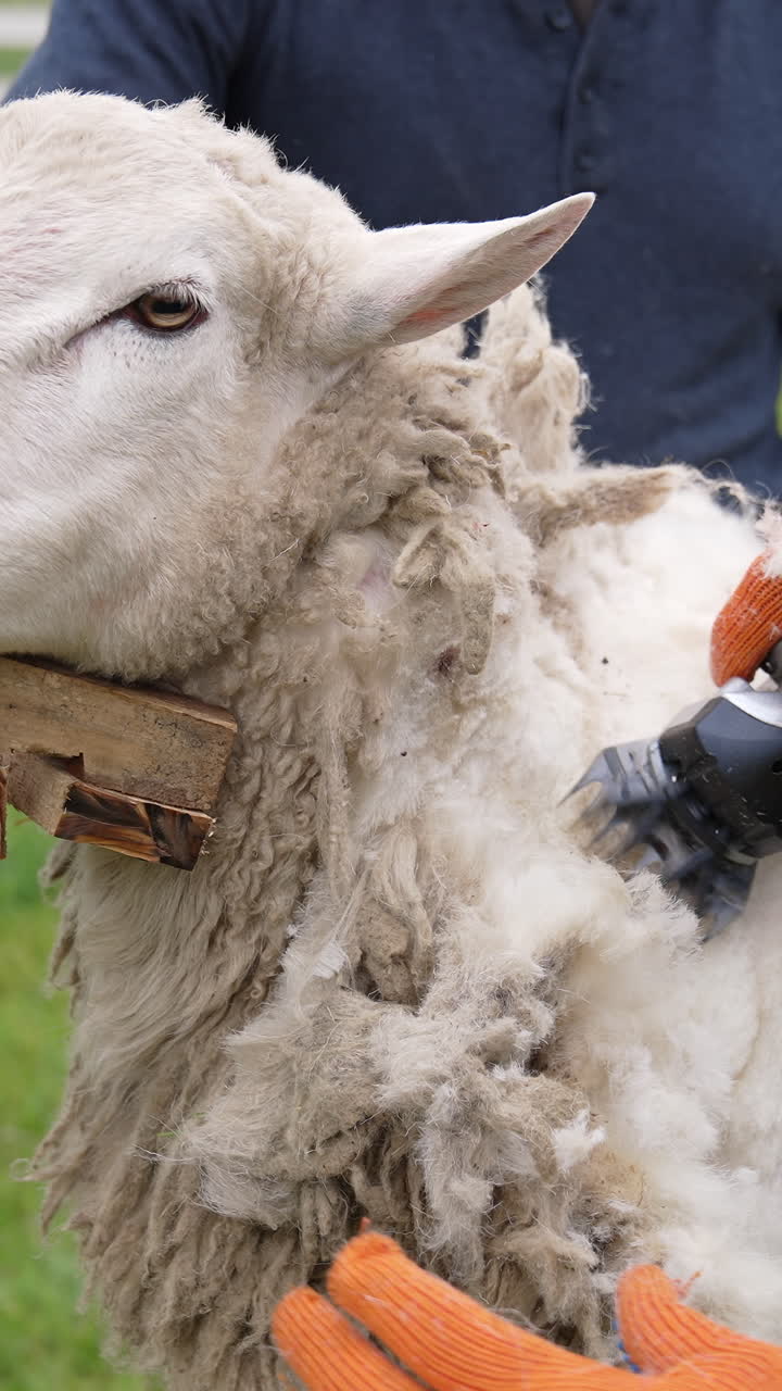Ecological wool is cutting off from sheep. Beautiful sheep standing on a farm while farmer shearing wool with electric clipper machine. Vertical video