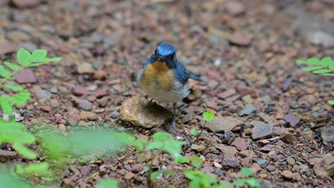 Día-De-Niebla-En-El-Bosque-Que-Revela-Este-Lindo-Pajarito-Posado-En-Una-Pequeña-Roca-Mirando-A-Su-Alrededor-Con-Curiosidad,-Papamoscas-Azul-Indochino-Cyornis-Sumatrensis,-Tailandia