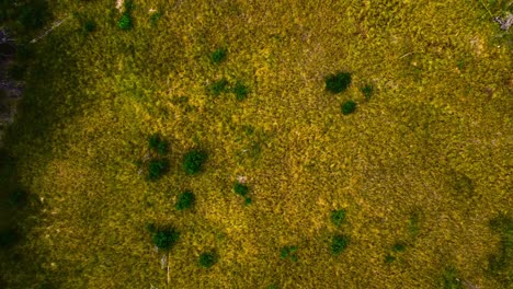 pradera de hierba en el bosque