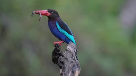 el martín pescador javan se está posando y comiendo gusanos