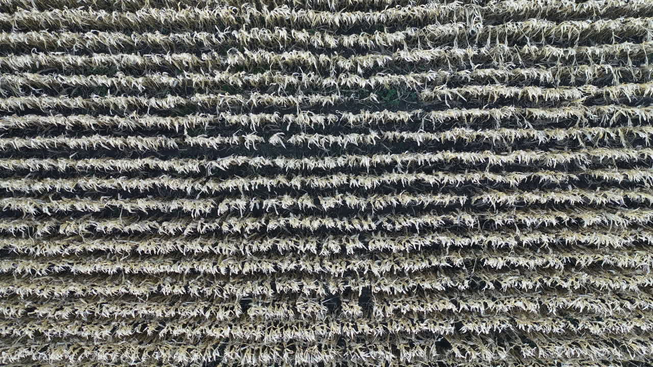 바람에 평화롭게 움직이는 잡초밭의 하향식 전망