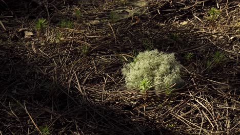 musgo de 4k en medio de agujas de pino rodeado de algunos pinos bebés