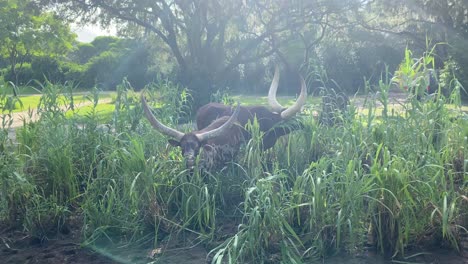 longhorn in grass drive by