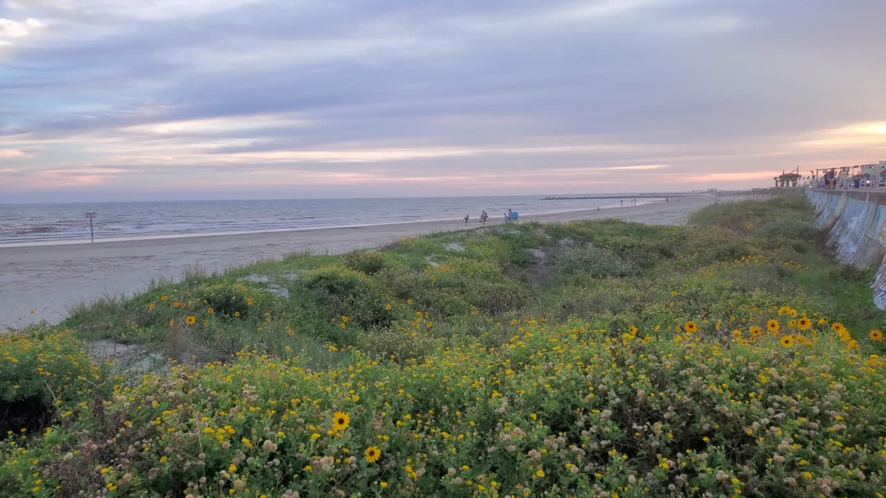 이 비디오 는 조용 한 파도 가 먼 거리 에 있는 건물 들 과 함께 굴러오는 바 ⁇ 가 에서 조용 히 불어오는 꽃 들 을 보여 줍니다