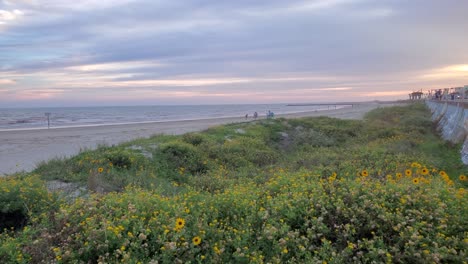 Dieses-Video-Zeigt-Blumen,-Die-Ruhig-An-Einem-Strand-Wehen,-Während-Ruhige-Wellen-Zusammen-Mit-Gebäuden-In-Der-Ferne-Aufrollen