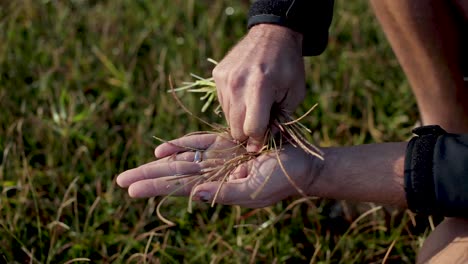 Farmer-inspects-crops-and-seeds-in-the-early-morning-on-commercial-sod-farm