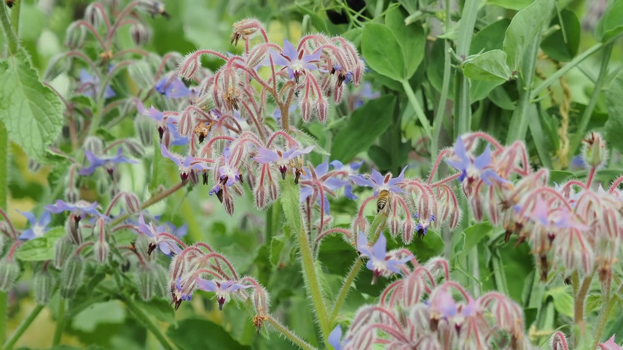 昆虫が訪れる人気のルリヂシャの花。