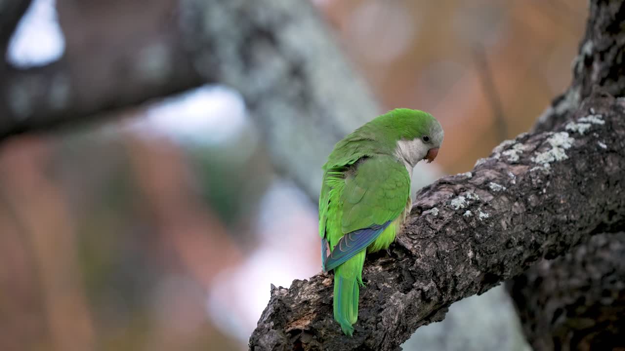 Glamorous little green parrot sitting on the tree branch and looking back. Closeup