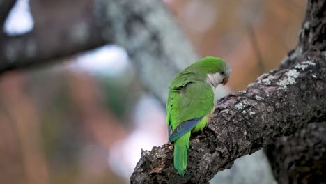 glamorous little green parrot sitting on the tree branch and looking back. closeup