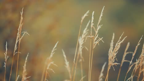 dry ears of grass on the blurry background in a close-up parallax shot