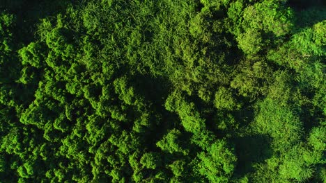 Drone-descend-on-leafy-green-tropical-shrubs-at-golden-hour