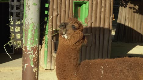 Una-Alpaca-Marrón-Comiendo-Hierba-De-Una-Canasta-En-El-Zoológico-De-Seúl,-El-Gran-Parque-De-Seúl,-Corea-Del-Sur---Plano-Medio