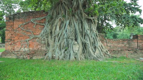 Bodhi-Baum-Der-Antiken-Stadt-Ayutthaya-Mit-Buddha-Statuenkopf,-Umrankt-Von-Wurzeln-In-Thailand