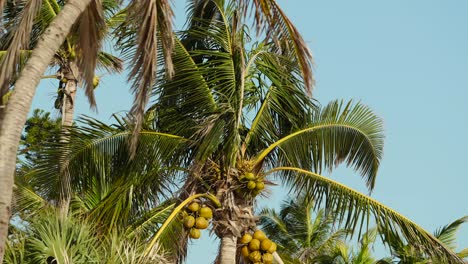 Palmera-En-El-Viento-Con-Cocos