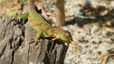 Pequeña-Iguana-Verde-O-Iguana-Americana-Común-Comiendo-Fruta-En-Un-Viejo-Tocón-Rústico