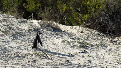 solitary african penguin walks across sand on boulders beach - wide shot