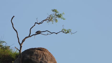 resting on a lower branch then shakes it violently and jumps down on the rock and disappears behind it, crab-eating macaque macaca fascicularis, thailand