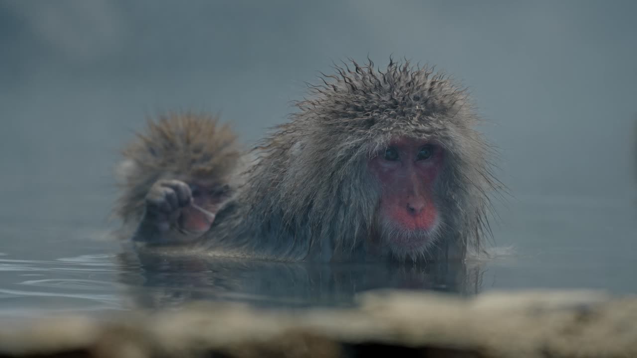 un momento encantador de un bebé mono de nieve cuidando tiernamente a su madre mientras se relajan en las aguas humeantes de jigokudani onsen, rodeados por el paisaje nevado de yamanouchi, japón.