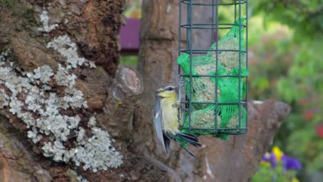 gentle yellow and grey tit bird sitting on bird feeder with fat-ball inside, handheld still during daytime