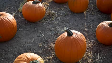 Campo-De-Calabazas-Recién-Cosechadas-Listas-Para-Halloween,-Tiro-Inclinado-Hacia-Arriba