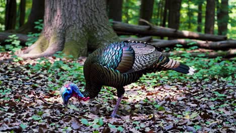 A close-up, low-angle video shot of a turkey foraging on a forest floor, highlighting its colorful