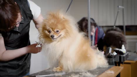 an employee of a hairdresser for dogs is engaged in a haircut of an animal, a woman cuts off unnecessary fluff before the show