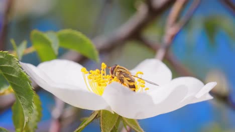 Sírfidos,-Moscas-De-Las-Flores-O-Moscas-Sírfidos,-Insectos-De-La-Familia-Syrphidae.-Se-Disfrazan-De-Insectos-Peligrosos,-Avispas-Y-Abejas.-Los-Adultos-De-Muchas-Especies-Se-Alimentan-Principalmente-Del-Néctar-Y-El-Polen-De-Las-Flores.