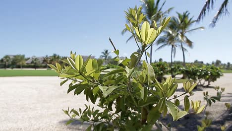 Panorama-De-Atmósfera-Tropical-En-Punta-Cana-República-Dominicana,-Hermoso-Clima-Con-Sol-Radiante,-Estilo-De-Vida-Turístico