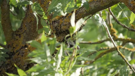 Buntspecht-Sucht-Auf-Einem-Ast-Nach-Einem-Platz