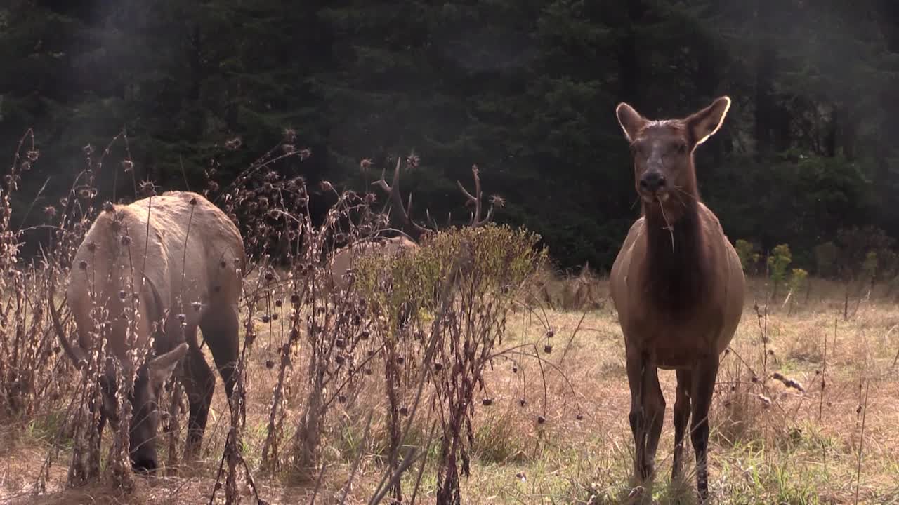 alces caminan por un claro 4