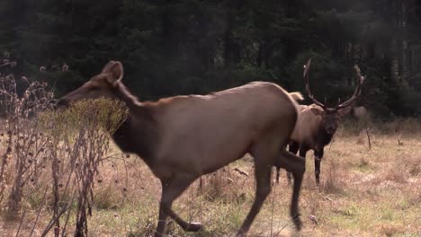 Alces-Caminar-Por-Un-Claro-4