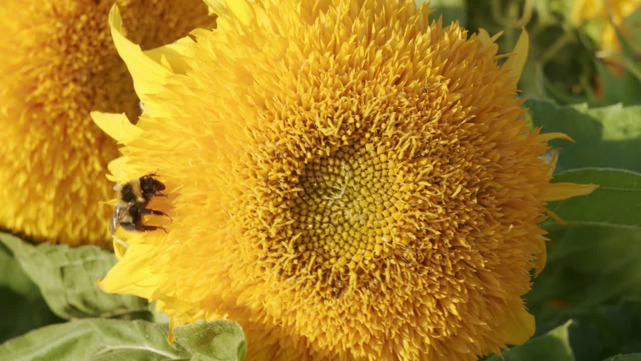 Girasole in primo piano in una leggera brezza di vento nell'ora d'oro autunnale