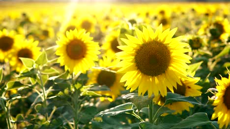 sunflowers industrial agriculture background at sunset