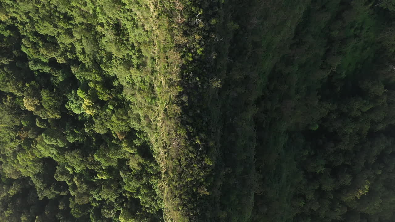 la toma de un dron de 4k sigue la columna vertebral de una montaña cubierta de árboles y arbustos verdes durante la puesta de sol en el parque nacional border ranges, nueva gales del sur en australia