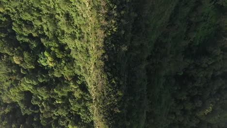 La-Toma-De-Un-Dron-De-4k-Sigue-La-Columna-Vertebral-De-Una-Montaña-Cubierta-De-árboles-Y-Arbustos-Verdes-Durante-La-Puesta-De-Sol-En-El-Parque-Nacional-Border-Ranges,-Nueva-Gales-Del-Sur-En-Australia