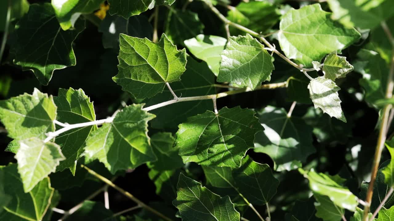 Fogliame verde e rigoglioso di un pioppo
