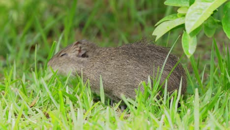 Adorable-Conejillo-De-Indias-Brasileño,-Cavia-Aperea,-Roedor-Con-Cabello-Castaño-Oscuro-Devorando-Vegetación-Fresca-A-La-Sombra-Bajo-El-árbol-En-Su-Hábitat-Natural,-Pantanal-Brasil