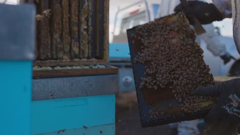 apicultor apicultor sosteniendo e inspeccionando el marco de la colmena de peine de miel cubierto de abejas